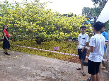  Hàng ngàn lượt khách đến xem cây mai 'khủng' ảnh 3