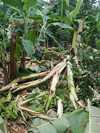 Sắm thiết bị bay theo dõi đàn voi rừng ảnh 2