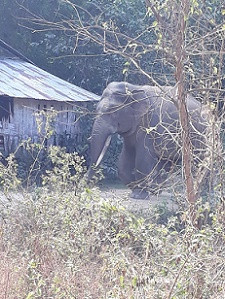 Voi rừng liên tiếp phá hoa màu, nhà cửa ở Đồng Nai ảnh 3