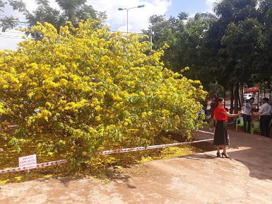  Hàng ngàn lượt khách đến xem cây mai 'khủng' ảnh 1