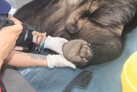 Giải cứu 3 cá thể gấu nuôi nhốt tại Đồng Nai ảnh 3