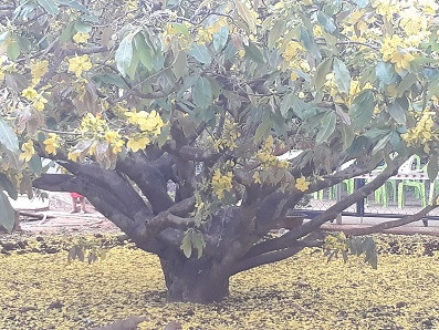  Hàng ngàn lượt khách đến xem cây mai 'khủng' ảnh 2