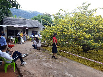  Hàng ngàn lượt khách đến xem cây mai 'khủng' ảnh 4