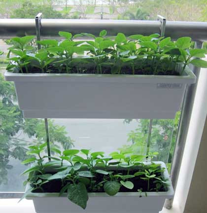 Mồng tơi được trồng trên chậu cố định với lan can . Mồng tơi được trồng trên chậu cố định với lan can