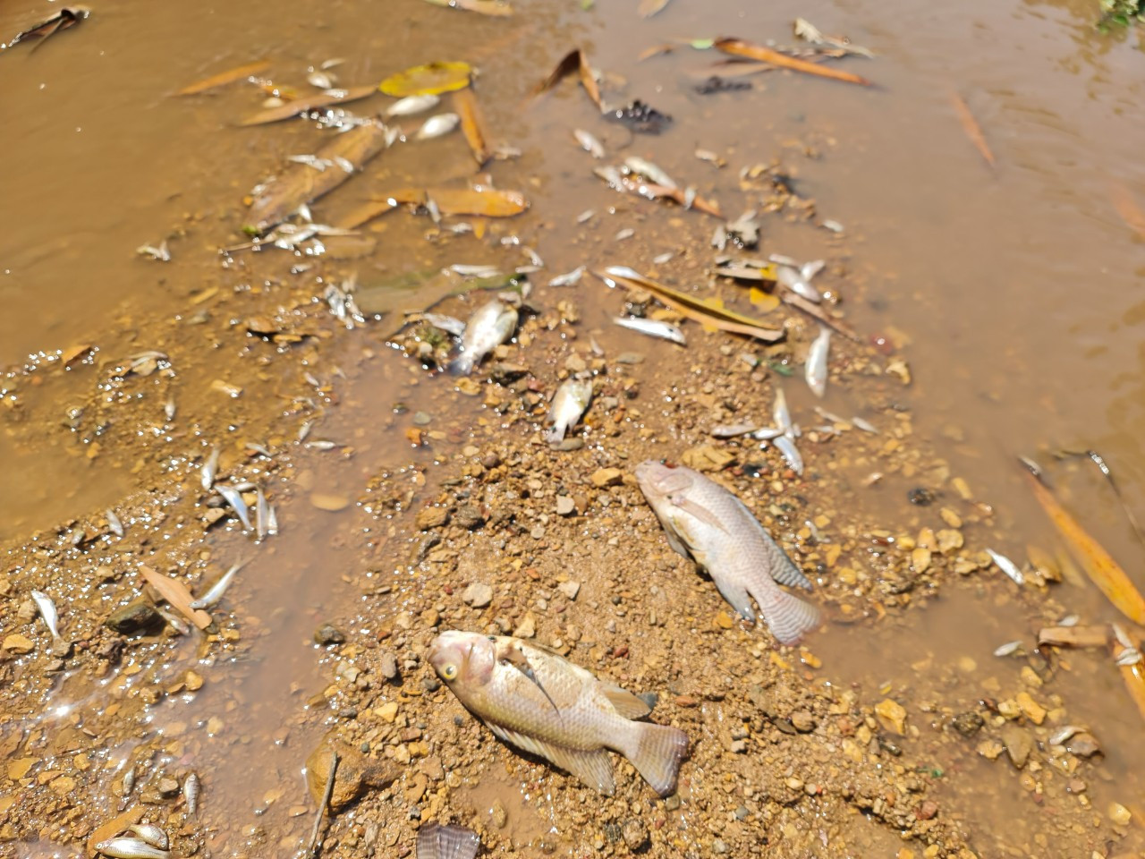 Cá chết trắng ở khe Rào Trường.