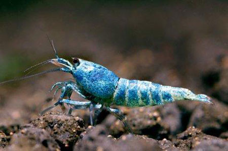 Một chú tép king kong có khả năng biến đổi màu, theo giới nuôi tép cảnh có giá lên tới cả nghìn đô. Ảnh: diendancacanh. . Một chú tép king kong có khả năng biến đổi màu, theo giới nuôi tép cảnh có giá lên tới cả nghìn đô. Ảnh: diendancacanh.