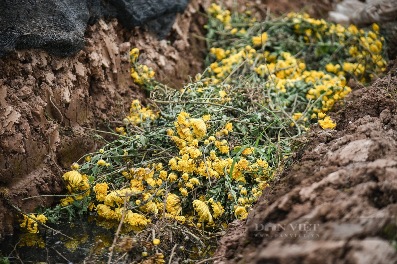 Mấy ngày gần đây, người dân cắt hoa đi bán ế ẩm. Vì thế họ đành mang về phơi rồi đốt lấy tro bón ruộng. Mấy ngày gần đây, người dân cắt hoa đi bán ế ẩm. Vì thế họ đành mang về phơi rồi đốt lấy tro bón ruộng.