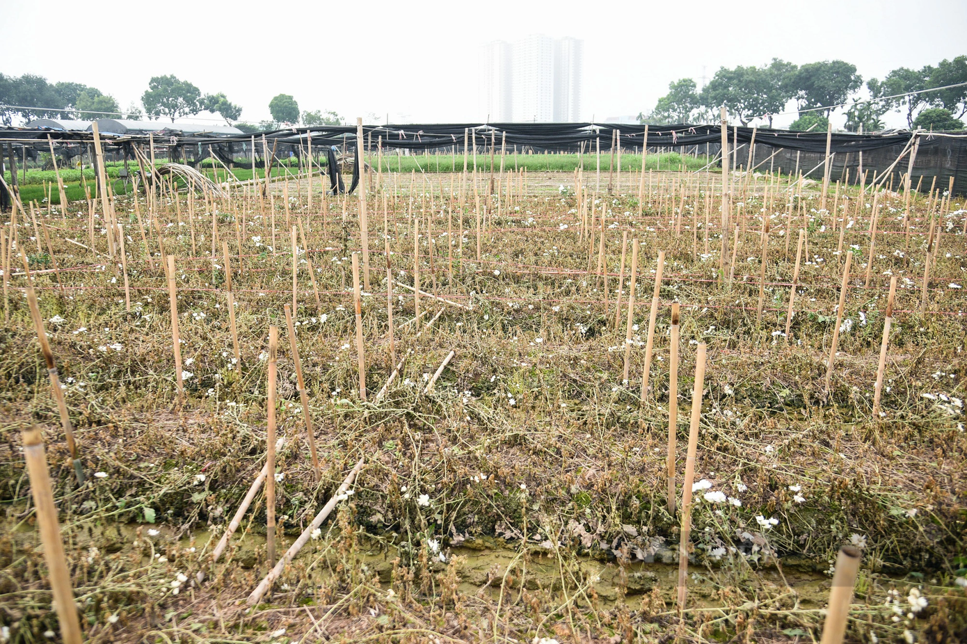 Theo ghi nhận của PV Dân Việt, những ngày cuối năm tại làng hoa Tây Tựu (Bắc Từ Liêm, Hà Nội) lao đao vì không thể tiêu thụ. Thời tiết không thuận lợi khiến hoa kém sắc, nhiều thương lái đã hủy đơn hàng. Theo ghi nhận của PV Dân Việt, những ngày cuối năm tại làng hoa Tây Tựu (Bắc Từ Liêm, Hà Nội) lao đao vì không thể tiêu thụ. Thời tiết không thuận lợi khiến hoa kém sắc, nhiều thương lái đã hủy đơn hàng.