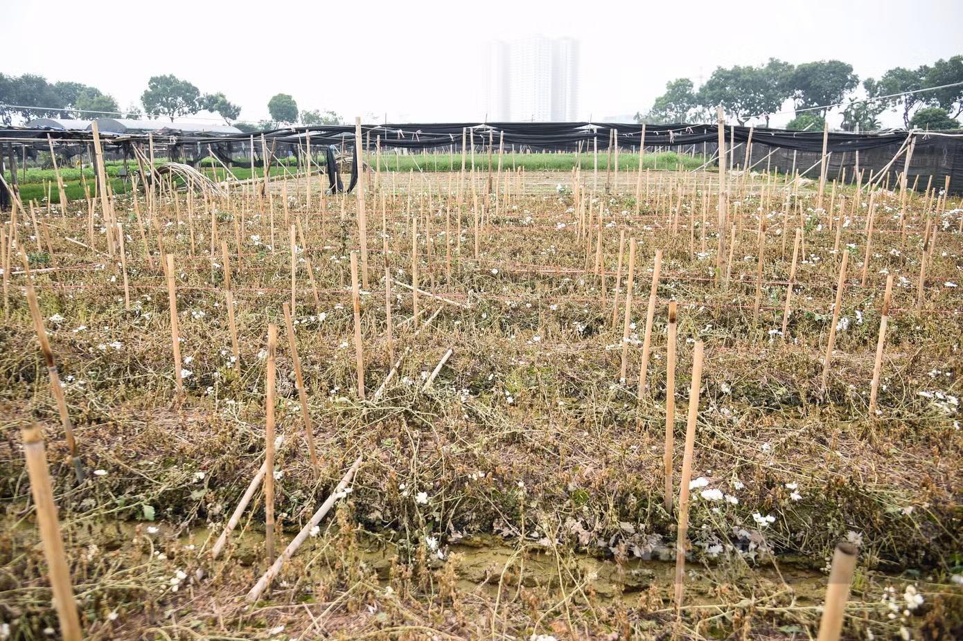 Theo ghi nhận của PV Dân Việt, những ngày cuối năm tại làng hoa Tây Tựu (Bắc Từ Liêm, Hà Nội) lao đao vì không thể tiêu thụ. Thời tiết không thuận lợi khiến hoa kém sắc, nhiều thương lái đã hủy đơn hàng.
