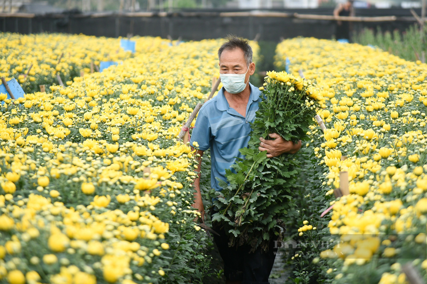 “Trên thị trường năm nay giá hoa cúc rẻ hơn mọi năm, hiện chỉ 30.000 đồng/50 bông, trong khi giờ này năm ngoái bán được 4.000-5.000 đồng mỗi bông. Nhà nào cũng trồng 4-5 sào hoa nhưng giờ mất giá, còn phải tốn thêm công phá", ông Nguyễn Văn An (Tây Tựu) chia sẻ. “Trên thị trường năm nay giá hoa cúc rẻ hơn mọi năm, hiện chỉ 30.000 đồng/50 bông, trong khi giờ này năm ngoái bán được 4.000-5.000 đồng mỗi bông. Nhà nào cũng trồng 4-5 sào hoa nhưng giờ mất giá, còn phải tốn thêm công phá", ông Nguyễn Văn An (Tây Tựu) chia sẻ.