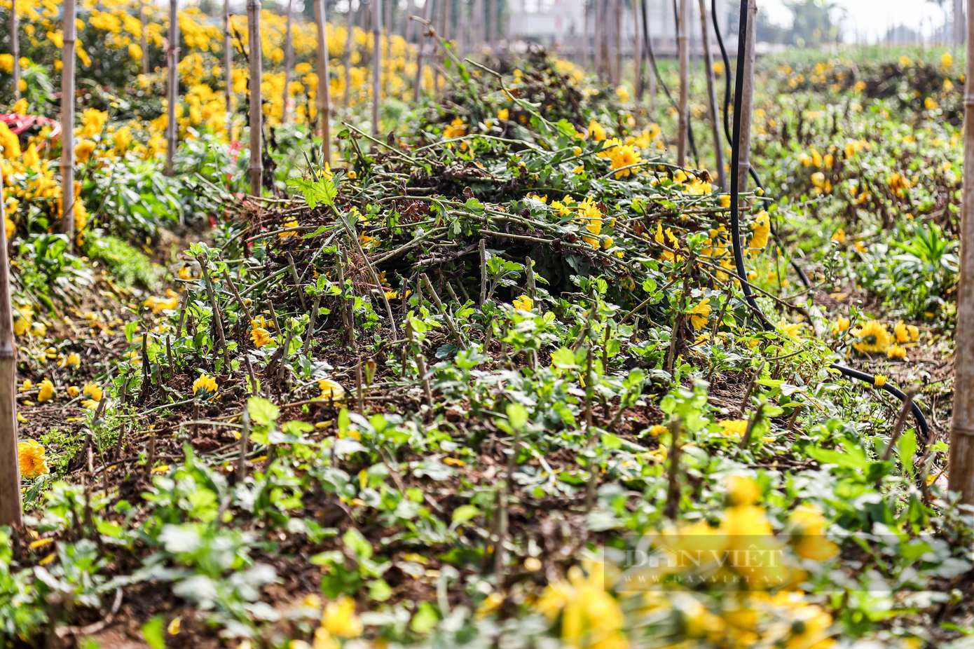 Nhiều ruộng hoa đến thời điểm thu hoạch nhưng không bán được nên chủ vườn đành cắt bỏ. Nhiều ruộng hoa đến thời điểm thu hoạch nhưng không bán được nên chủ vườn đành cắt bỏ.