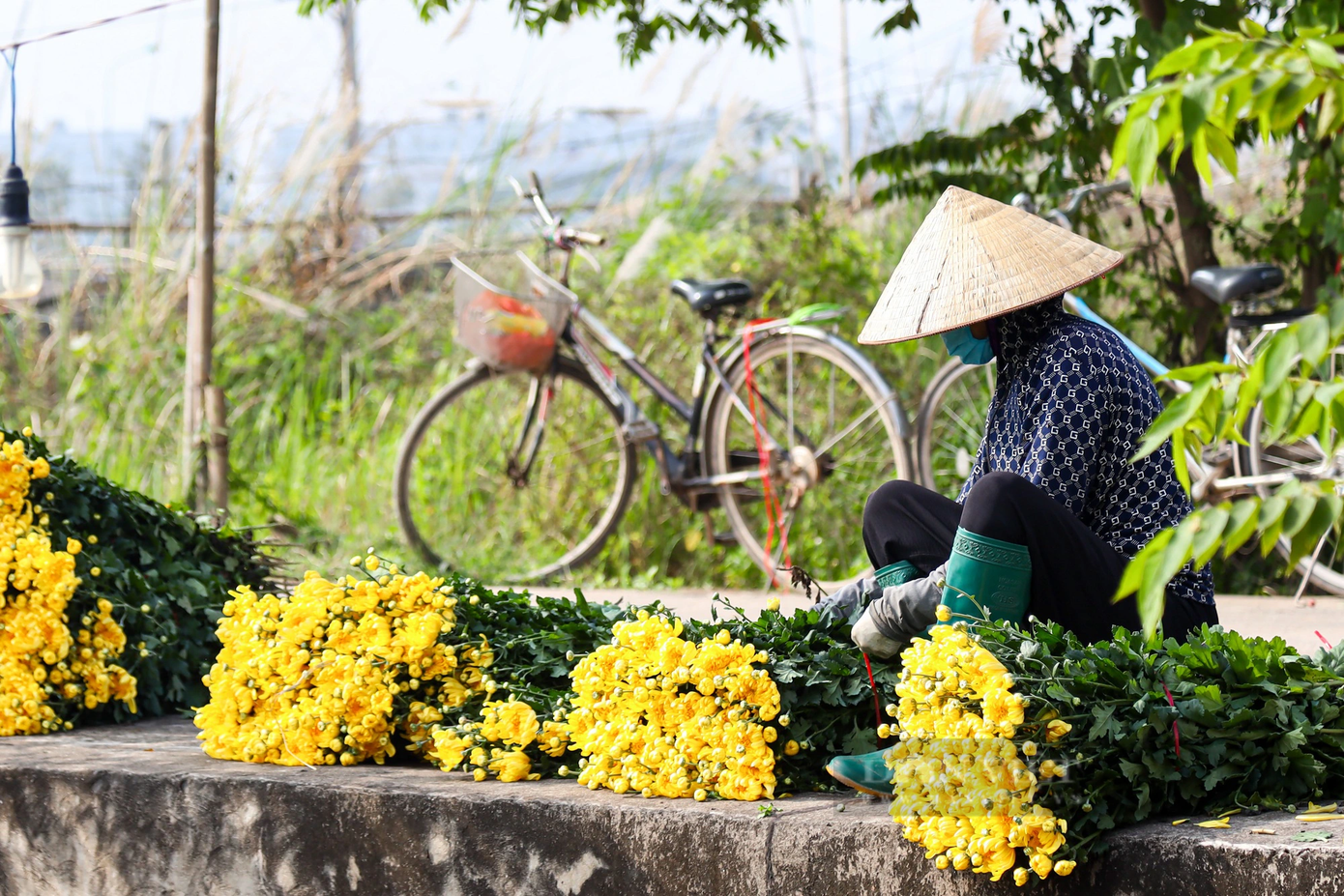 Hoa nở bung nhưng vẫn ế khách, nhiều người tiếc công, cắt đem cho người thân thắp hương đầu tháng. Hoa nở bung nhưng vẫn ế khách, nhiều người tiếc công, cắt đem cho người thân thắp hương đầu tháng.