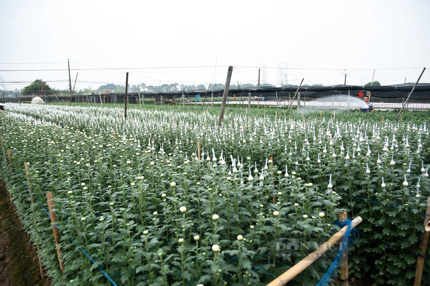 Những hộ dân khác có diện tích hoa đầu tư vào vụ Tết cũng như "ngồi trên đống lửa" khi bị rơi vào tình trạng mất giá và bán không ai mua. Những hộ dân khác có diện tích hoa đầu tư vào vụ Tết cũng như "ngồi trên đống lửa" khi bị rơi vào tình trạng mất giá và bán không ai mua.