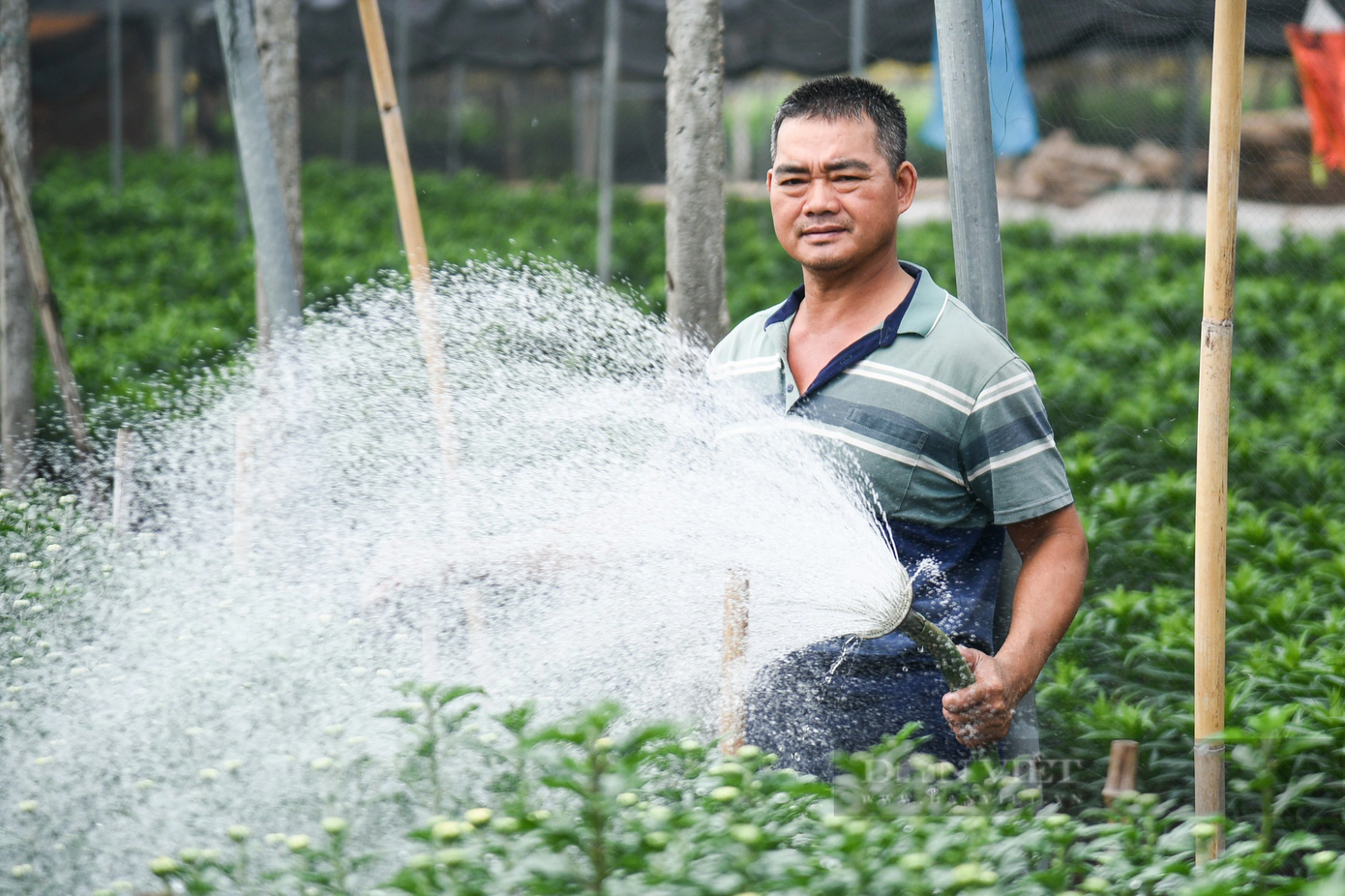 Nhiều người hy vọng thị trường hoa Tết khởi sắc để gỡ gạc vốn đã bỏ ra. Nhiều người hy vọng thị trường hoa Tết khởi sắc để gỡ gạc vốn đã bỏ ra.