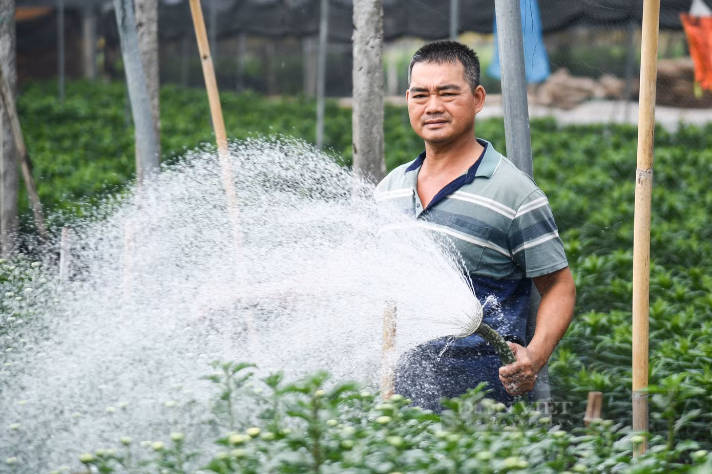 Nhiều người hy vọng thị trường hoa Tết khởi sắc để gỡ gạc vốn đã bỏ ra.