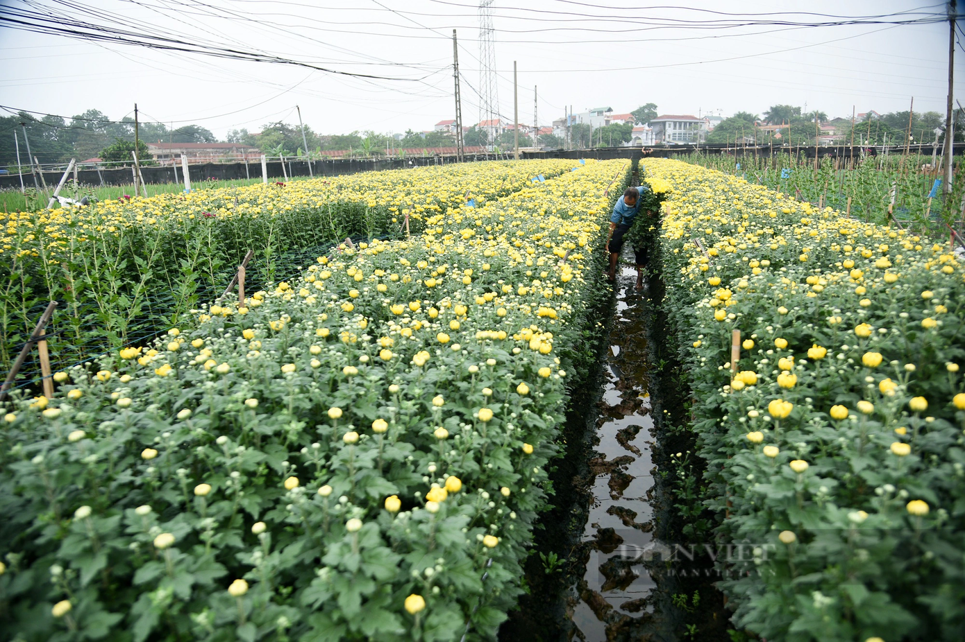 Theo nhẩm tính hồi giữa năm, giá hoa cúc dao động khoảng 5.000 đồng/cành. Sau khi trừ các chi phí, người trồng có thể lãi hơn 2.000 đồng/cành. Nhưng mọi thứ đã thay đổi khi giá hoa rớt thảm. Theo nhẩm tính hồi giữa năm, giá hoa cúc dao động khoảng 5.000 đồng/cành. Sau khi trừ các chi phí, người trồng có thể lãi hơn 2.000 đồng/cành. Nhưng mọi thứ đã thay đổi khi giá hoa rớt thảm.