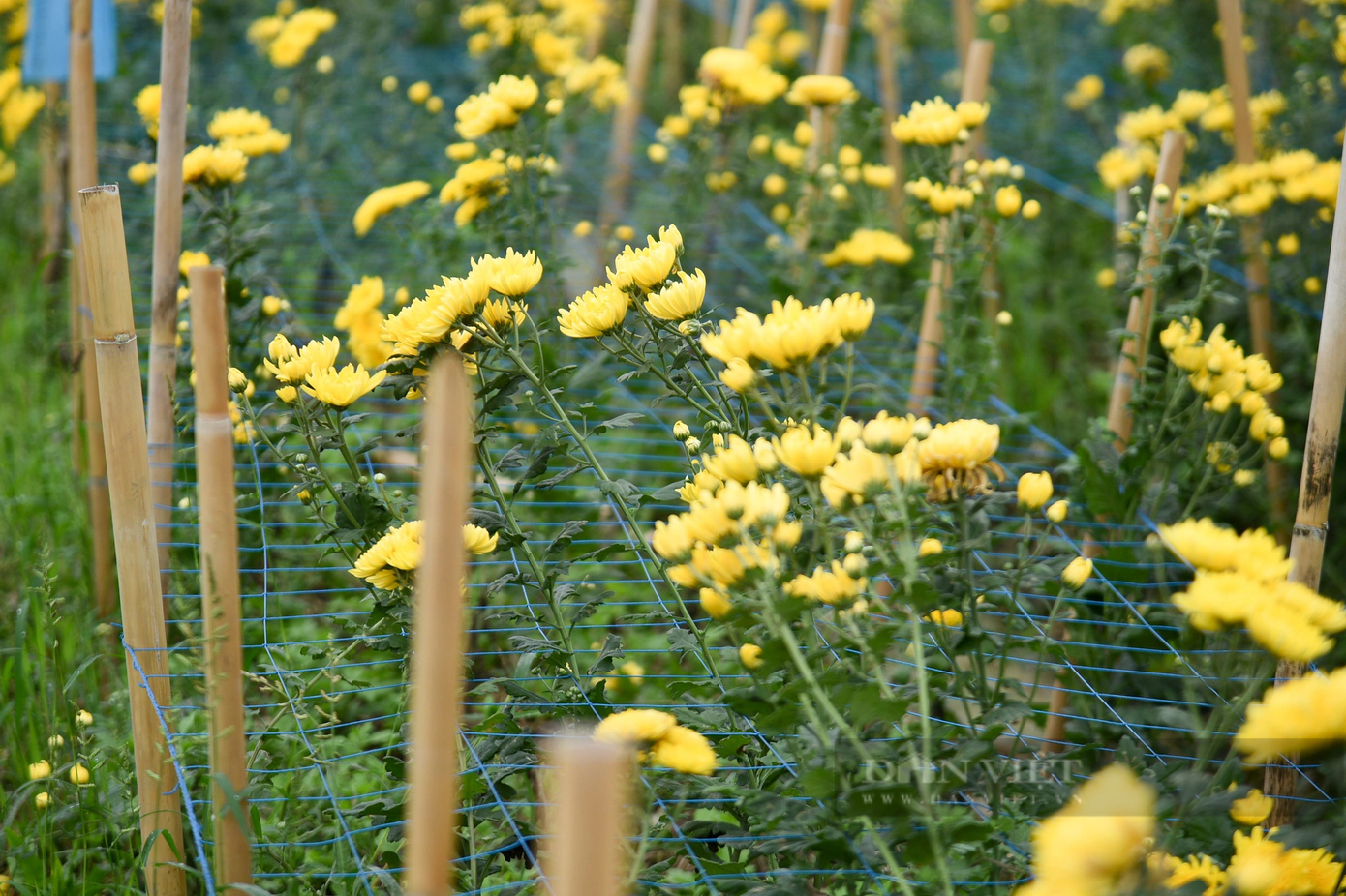 Theo người dân Tây Tựu, thời tiết năm nay không ủng hộ nên nhiều vườn hoa ở đây không được đẹp như hoa Đà Lạt. Do đó, cúc Tây Tựu hạ giá cũng không ai mua. Theo người dân Tây Tựu, thời tiết năm nay không ủng hộ nên nhiều vườn hoa ở đây không được đẹp như hoa Đà Lạt. Do đó, cúc Tây Tựu hạ giá cũng không ai mua.