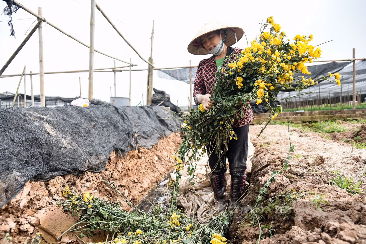 Chị Nguyễn Thị Hoa (Tây Tựu) cho biết: "Nhà tôi trồng 8 sào hoa cúc nhưng không bán được vì giá quá thấp, kèm theo đơn hàng ít nên phải mang về đổ bờ để làm phân bón. Tính ra mỗi sào tôi mất trắng hơn chục triệu đồng, nhà tôi có 5 sào không bán được tính ra mất trắng hơn 60 triệu đồng".