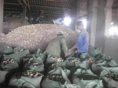 Công nhân làm việc trong môi trường ẩm thấp, bẩn thỉu và không bảo hộ lao động