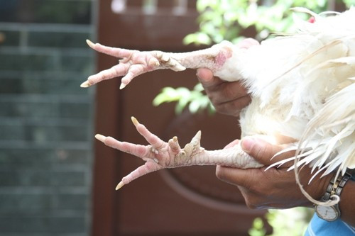 Những chiếc cựa xếp chéo theo chân và đang mọc thêm