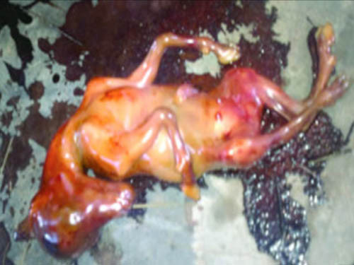 "Đứa bé" được sinh ra có hình hài giống một con ngựa. Ảnh: The Morning Star. "Đứa bé" được sinh ra có hình hài giống một con ngựa. Ảnh: The Morning Star.