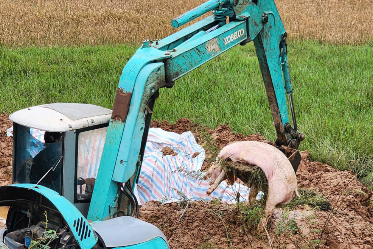 Cơ quan chức năng huyện Chương Mỹ tiêu hủy số thịt lợn nhiễm bệnh (ảnh: Chu Dũng) Cơ quan chức năng huyện Chương Mỹ tiêu hủy số thịt lợn nhiễm bệnh (ảnh: Chu Dũng)