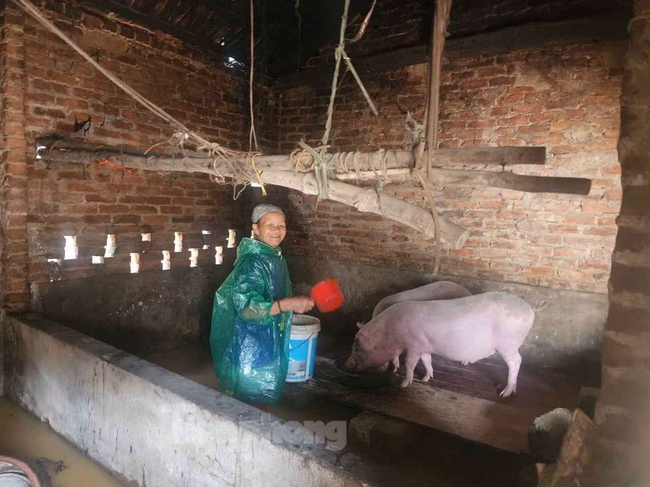 Nước sông dâng cao, gia đình bà Ngô Thị Lan (xóm Vạn Tiên) phải di chuyển đôi lợn lên cao. Nước sông dâng cao, gia đình bà Ngô Thị Lan (xóm Vạn Tiên) phải di chuyển đôi lợn lên cao.