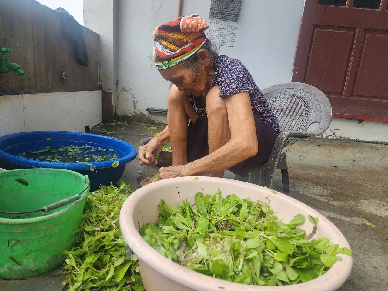 Để chạy lũ, người dân đã sớm thu hoạch rau màu để tránh mất trắng dù chưa đến lúc thu hoạch.