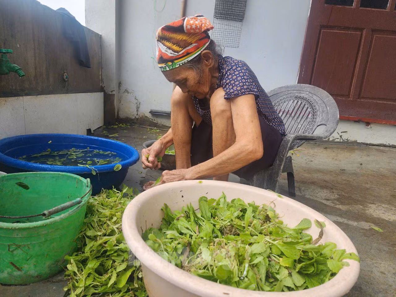 Để chạy lũ, người dân đã sớm thu hoạch rau màu để tránh mất trắng dù chưa đến lúc thu hoạch. Để chạy lũ, người dân đã sớm thu hoạch rau màu để tránh mất trắng dù chưa đến lúc thu hoạch.
