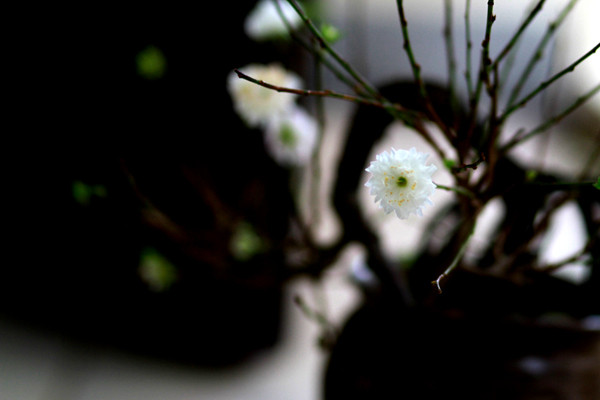 Vẻ thanh khiết của mai từ xưa trở thành ước lệ cho cốt cách tinh thần