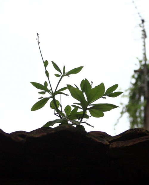 Không gian hiếm hoi của Hà Nội xưa vẫn còn tồn tại trong khu nhà ở phố Mã Mây