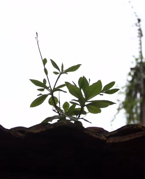 Không gian hiếm hoi của Hà Nội xưa vẫn còn tồn tại trong khu nhà ở phố Mã Mây