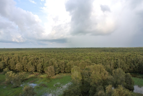 Rừng Trà Sư nhìn từ Vọng Gác trên cao. Rừng Trà Sư nhìn từ Vọng Gác trên cao