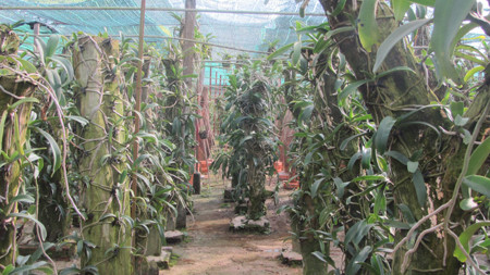 Thoát nghèo, kiếm bạc tỷ mỗi năm từ ... lan rừng ảnh 1