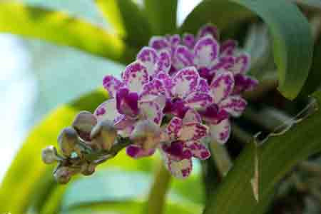 Thoát nghèo, kiếm bạc tỷ mỗi năm từ ... lan rừng ảnh 2