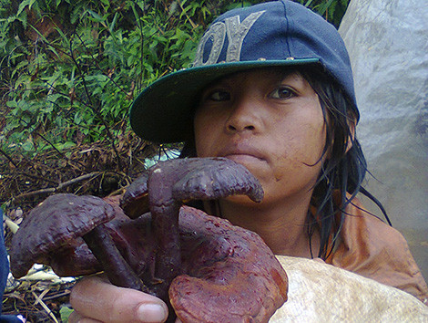 Theo dấu sâm Ngọc Linh trên đỉnh đèo Măng-rơi ảnh 3