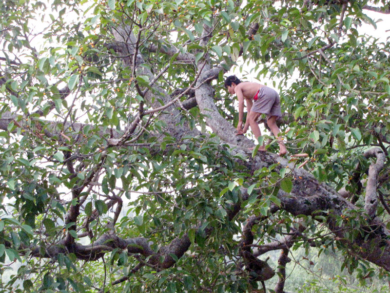 Nhiều thanh thiếu niên muốn thử cảm giác mạnh bằng cách trèo lên ngọn cây đa vươn ra giữa dòng sông Tích