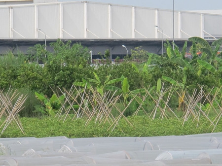 Tại các dự án chưa giải phóng mặt bằng, người dân đang tranh thủ trồng trọt hoa màu, chăn nuôi gia súc