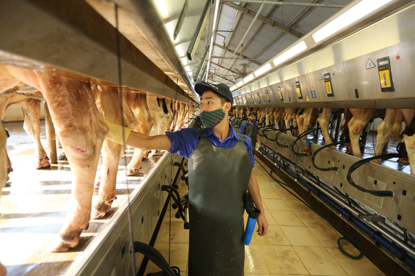 Mộc Châu Milk: Tăng độ “phủ” thị phần nhờ lợi thế sữa tươi ảnh 2