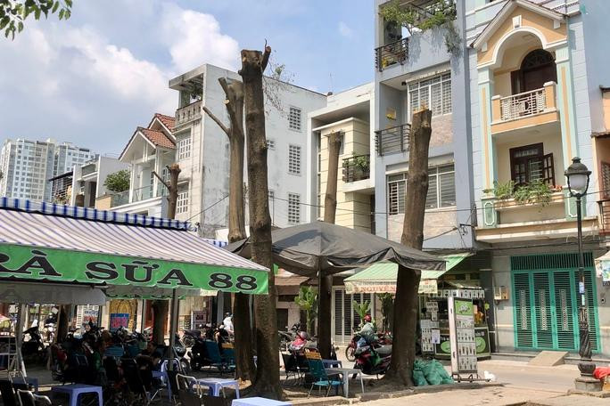 Trơ trọi hàng cây Trơ trọi hàng cây