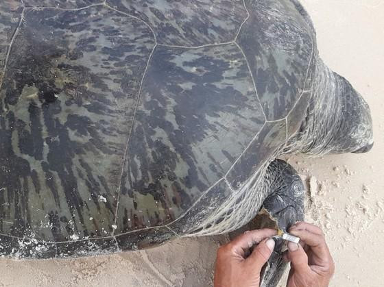 Gắn thẻ định danh cho cá thể vích được phát hiện