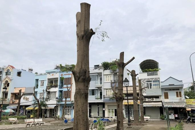 Cây xanh bị cắt ngang thân Cây xanh bị cắt ngang thân