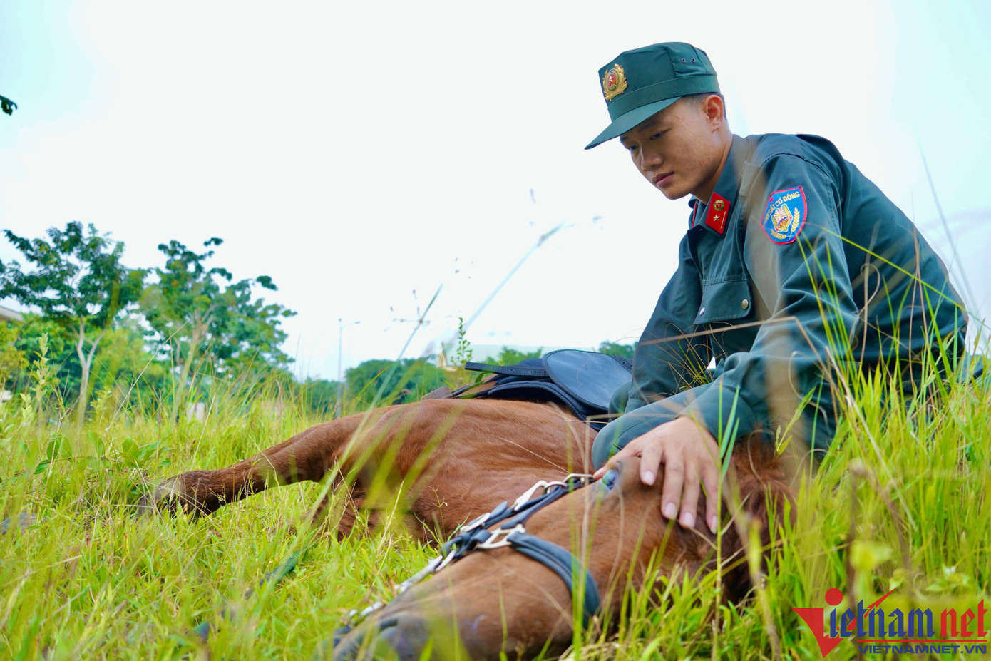 Thành viên của Đoàn CSCĐ kỵ binh là những chú ngựa hoang được tuyển chọn kỹ càng, sau đó tiến hành thuần dưỡng, huấn luyện thành ngựa nghiệp vụ Thành viên của Đoàn CSCĐ kỵ binh là những chú ngựa hoang được tuyển chọn kỹ càng, sau đó tiến hành thuần dưỡng, huấn luyện thành ngựa nghiệp vụ