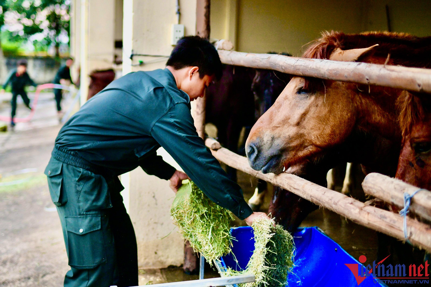 Các “chiến binh” được các cán bộ chiến sĩ cho ăn cám và cỏ tươi sau ngày tập luyện vất vả Các “chiến binh” được các cán bộ chiến sĩ cho ăn cám và cỏ tươi sau ngày tập luyện vất vả