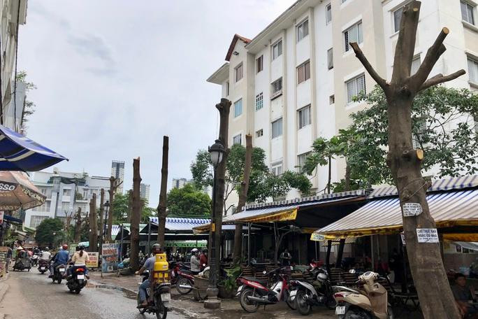 Hàng cây xanh bị cắt tỉa trụi trước Lô A Cư xá Nam Hải Hàng cây xanh bị cắt tỉa trụi trước Lô A Cư xá Nam Hải