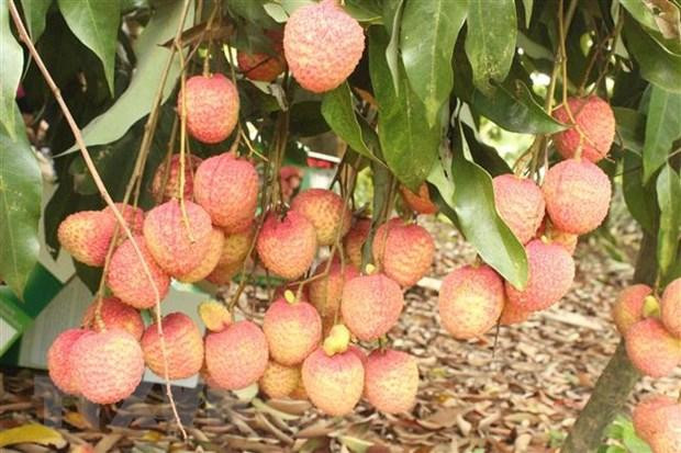 Vải là loại trái cây được ưa thích ở thị trường Trung Quốc. (Ảnh: Mai Ngoan/TTXVN)