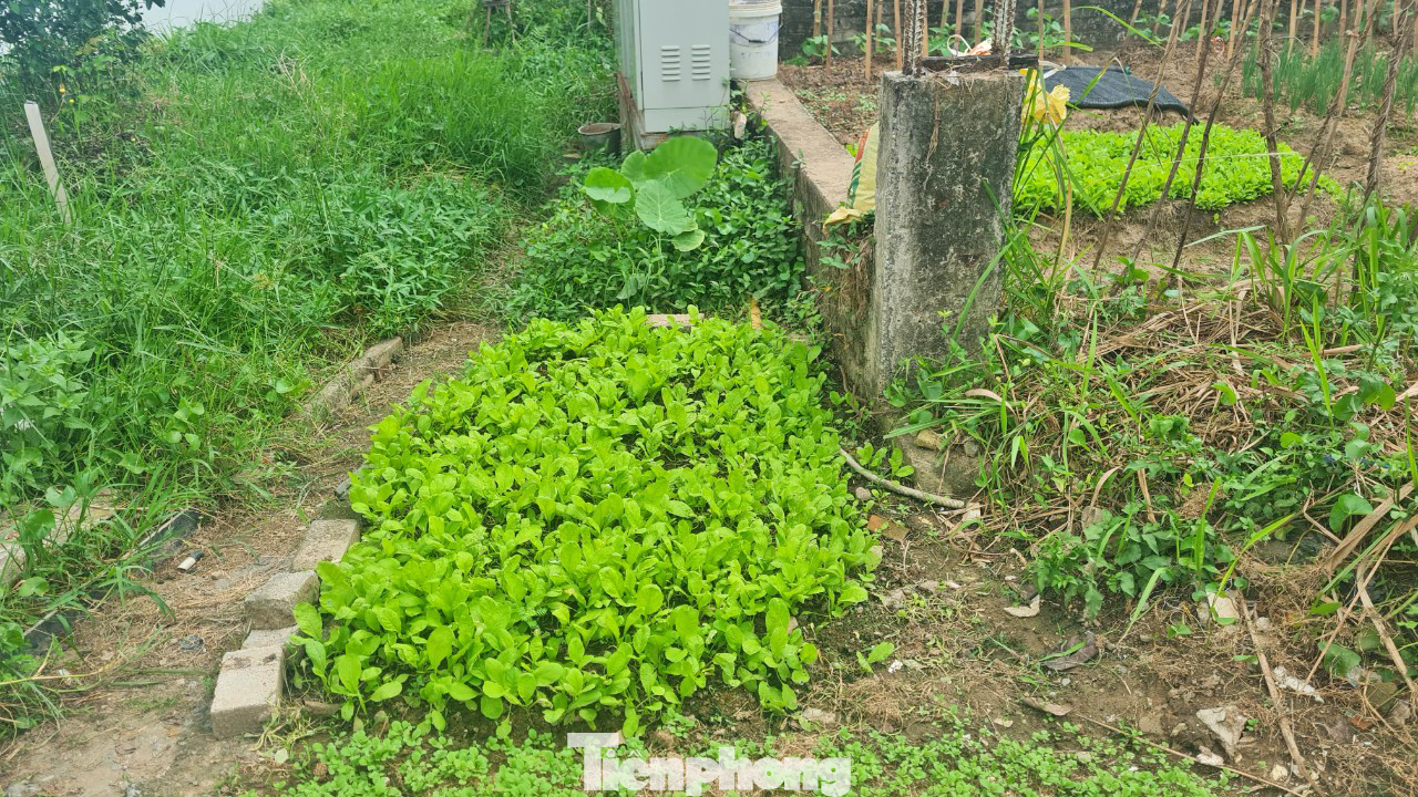 Người dân trồng rau trên những móng nhà liền kề tiền tỷ xây dở dang.