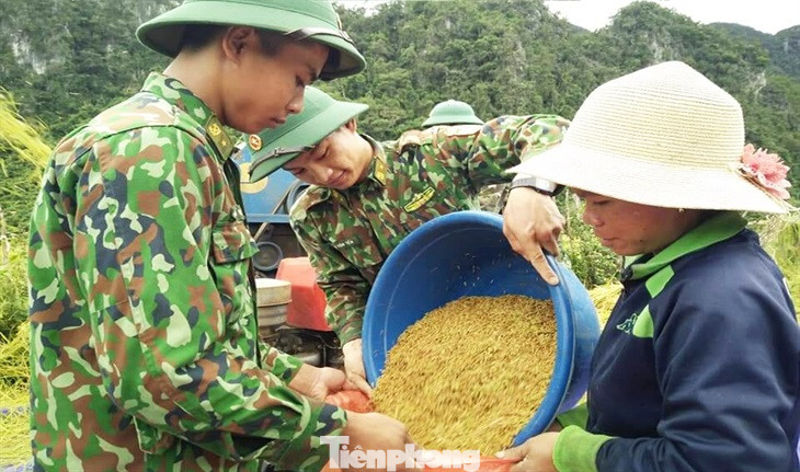 Những hạt lúa vàng của tình quân dân.