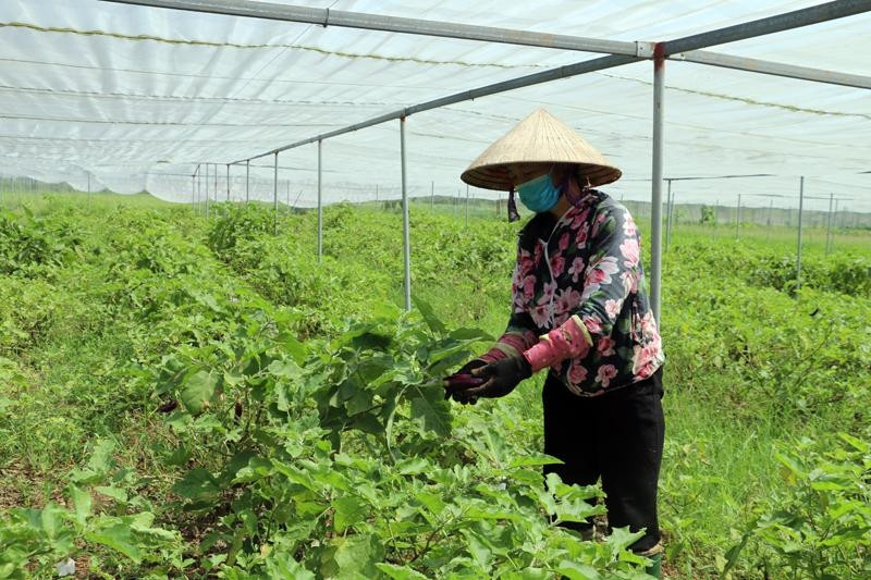 Thu hoạch các loại cây rau màu tại Hợp tác xã rau an toàn Chiến Thắng, xã Thiện Phiến (Tiên Lữ)