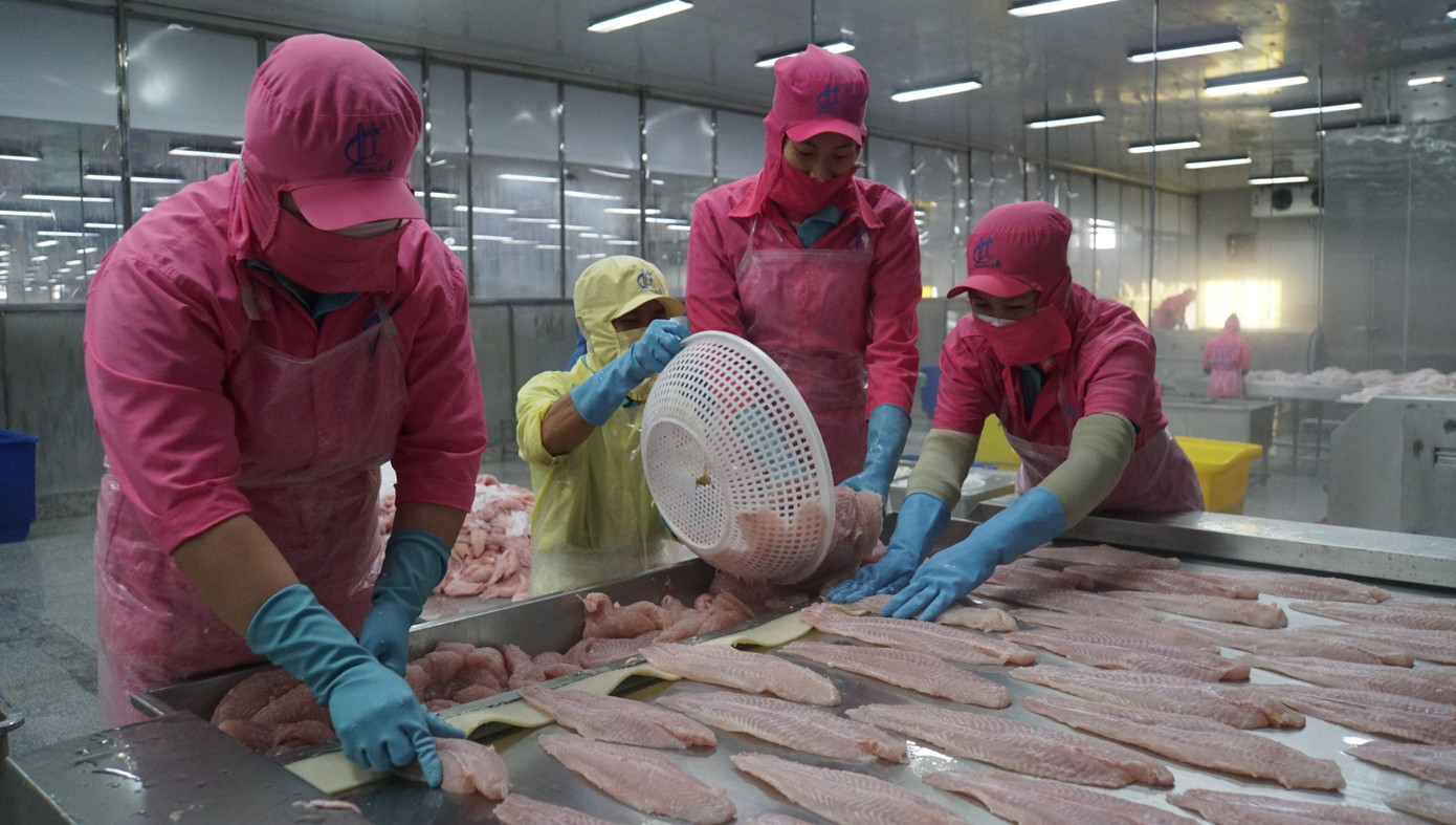 Công nhân chế biến cá tra tại Đồng Tháp